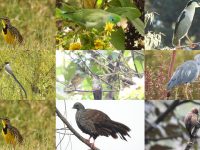 10 aves que quizás nunca hayas visto en Bogotá: Fotos Gina Patiño - equipo OAB
